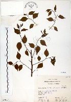 藏品(朴樹)的圖片