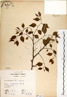 藏品(朴樹)的圖片