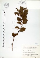 藏品(內苳子)的圖片