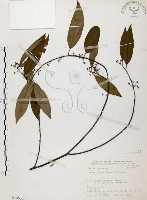 藏品(山胡椒)的圖片