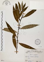 藏品(山胡椒)的圖片