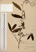 藏品(山胡椒)的圖片