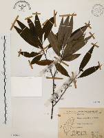 藏品(山胡椒)的圖片