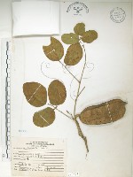 藏品(肥豬豆)的圖片