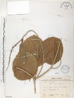 藏品(肥豬豆)的圖片