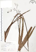 藏品(桔梗蘭)的圖片