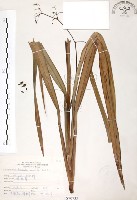 藏品(桔梗蘭)的圖片