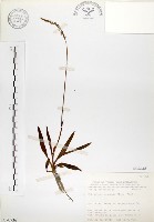 藏品(綬草)的圖片