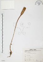 藏品(臺灣百合)的圖片