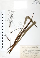 藏品(桔梗蘭)的圖片