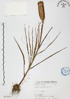 藏品(臺灣百合)的圖片