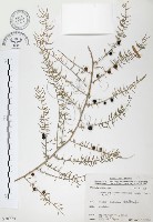 藏品(天門冬)的圖片