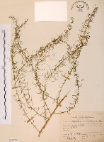 藏品(天門冬)的圖片