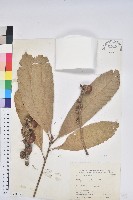 藏品(大葉石櫟、大葉校栗)的圖片