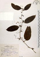 藏品(糙莖菝契)的圖片