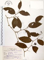 藏品(糙莖菝契)的圖片