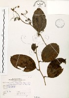 藏品(糙莖菝契)的圖片