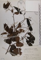 藏品(菊花木)的圖片