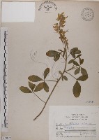 藏品(黃野百合)的圖片