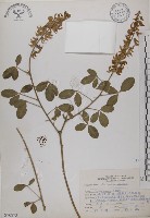 藏品(黃野百合)的圖片