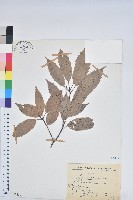 藏品(青剛櫟、鐵椆)的圖片