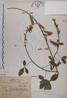 藏品(黃野百合)的圖片