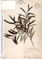 藏品(相思樹)的圖片