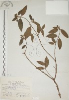 藏品(基尖葉野牡丹、蘭嶼野牡丹)的圖片