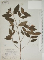 藏品(基尖葉野牡丹、蘭嶼野牡丹)的圖片