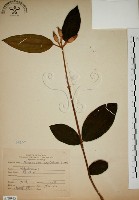 藏品(野牡丹)的圖片