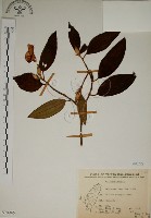 藏品(野牡丹)的圖片