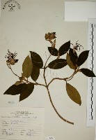 藏品(野牡丹)的圖片