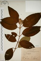 藏品(野牡丹)的圖片