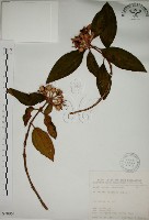 藏品(野牡丹)的圖片