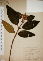 藏品(野牡丹)的圖片