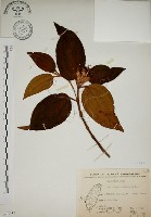 藏品(野牡丹)的圖片