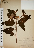 藏品(野牡丹)的圖片