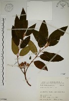 藏品(野牡丹)的圖片