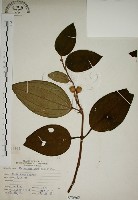 藏品(野牡丹)的圖片