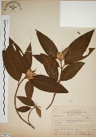 藏品(野牡丹)的圖片