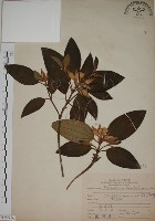 藏品(野牡丹)的圖片