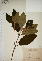 藏品(野牡丹)的圖片