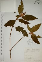 藏品(野牡丹)的圖片