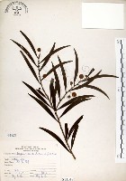 藏品(相思樹)的圖片