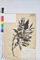 藏品(青剛櫟、鐵椆)的圖片