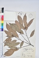 藏品(青剛櫟、鐵椆)的圖片