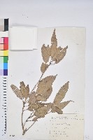 藏品(狹葉椆)的圖片