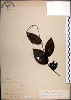 藏品(大葉山螞蝗)的圖片