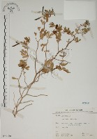 藏品(蘭嶼百脈根)的圖片