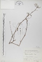 藏品(穗花木藍)的圖片
